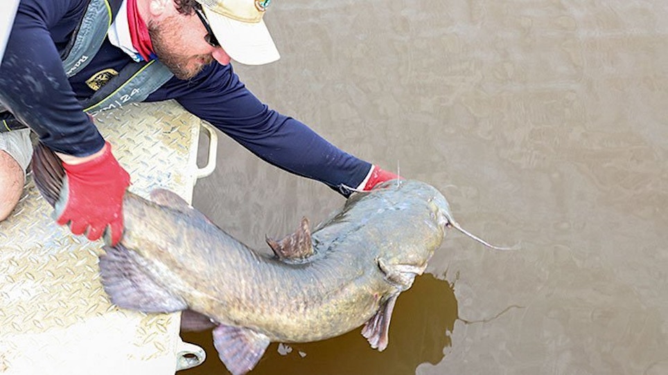 Spines Help Catfish Live Another Day