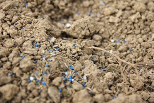 When broadcasting clover, it’s helpful to obtain the correct coverage if that seed is easy to see. Shown here is the bright blue-colored seed of Whitetail Institute’s Imperial Whitetail Clover.