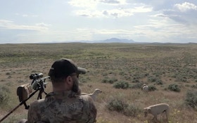 Hunting Coyotes With Dogs in Big Sky Country