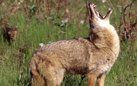 Police Tranquilize, Collar Coyote In Queens
