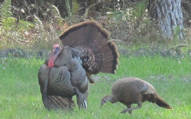 Ohio Hunters Check More Than 17,000 Wild Turkeys This Spring