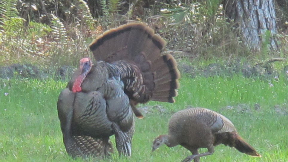 Game Warden Chronicles: 4 Charged With Killing Nearly 100 Turkeys