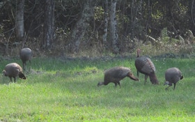 Turkey Hunting Season Opens In Connecticut