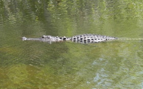 Mississippi Alligator Hunt Application Period Begins