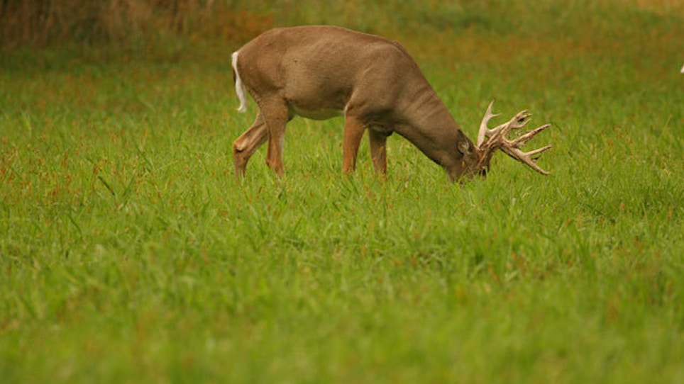 Fast Deer Facts, By The Numbers