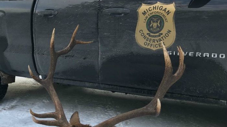 Michigan DNR Seeks Tips About Poached Bull Elk