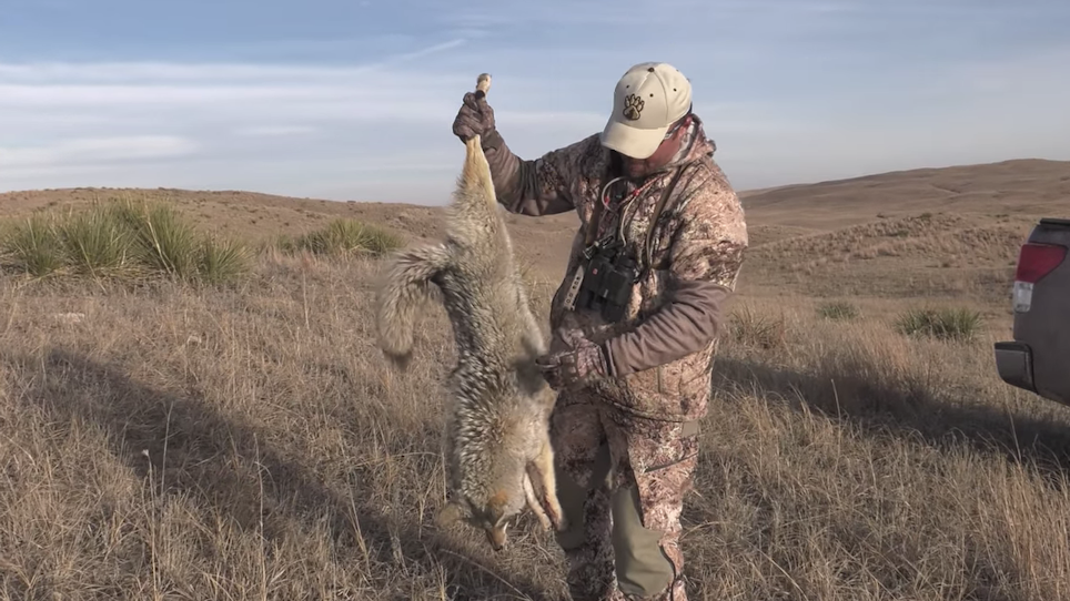 Could You Knock Down This Many Coyotes in One Day?