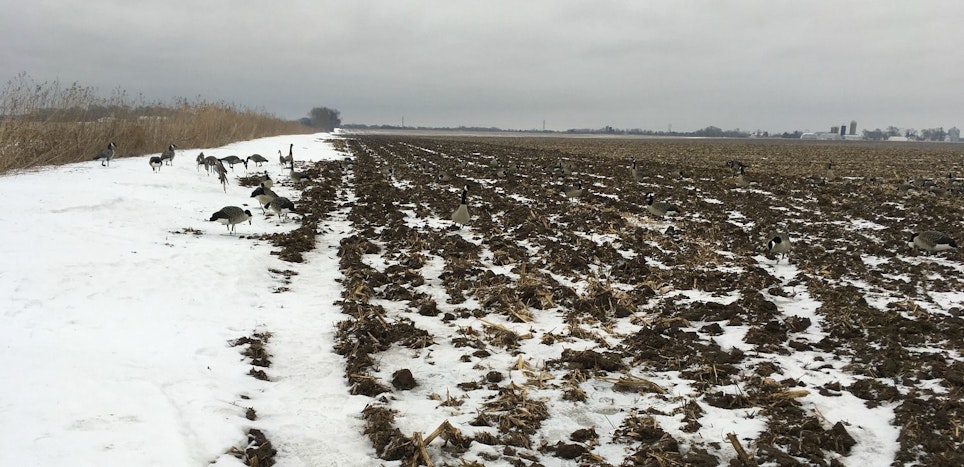As this photo illustrates, the full-body decoys in the plowed field are very difficult to see due the lack of snow cover. For that reason, guide Todd Gifford placed some decoys on the available snow. Look hard; can you spot all the field decoys on the dirt?