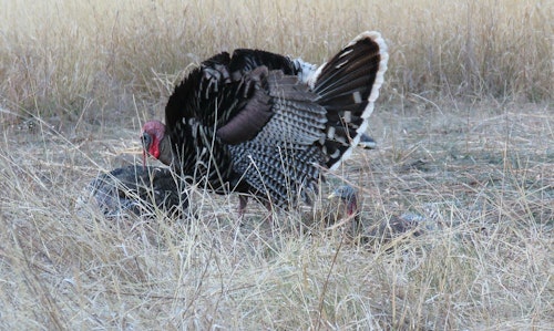 The author snapped a few photos of his Gould's gobbler before drawing his bow and releasing an arrow.