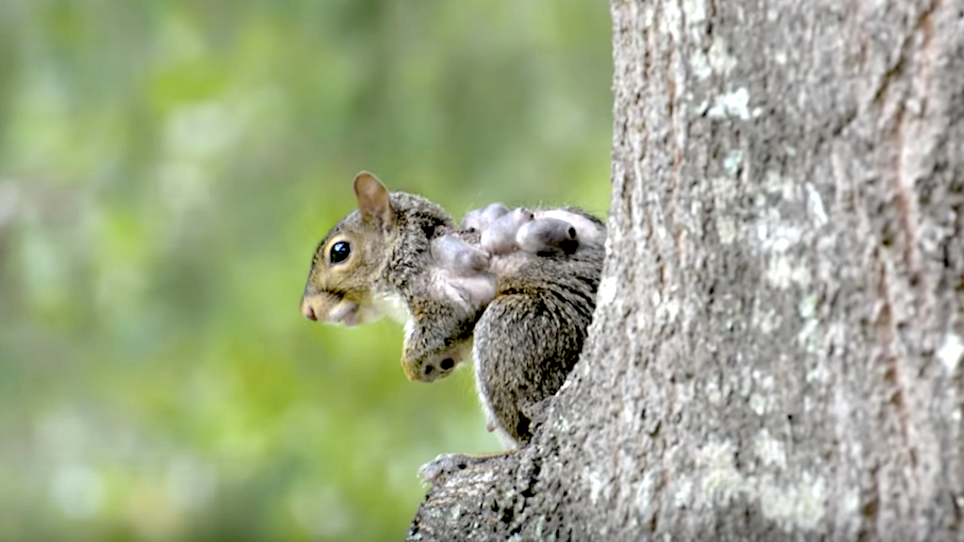 What Are These Terrifying Hairless Tumors on Squirrels?