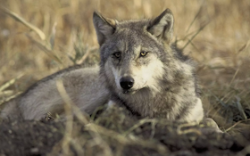 Feds' Plan to Delist Wolves Stirs Mixed Reactions