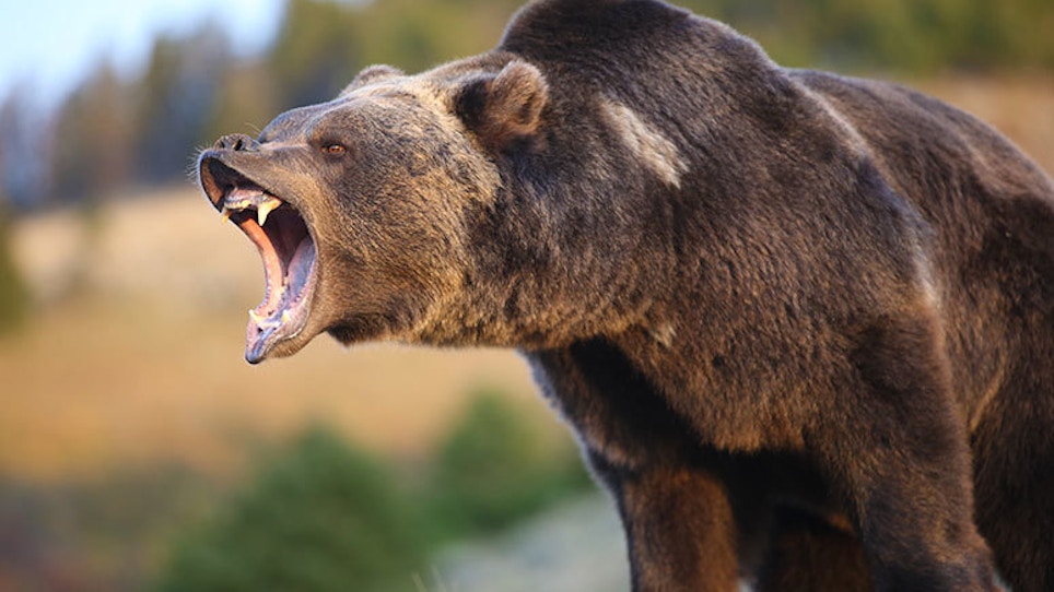 Grizzly Bear Attacks Fourth Hunter In Montana Grand View