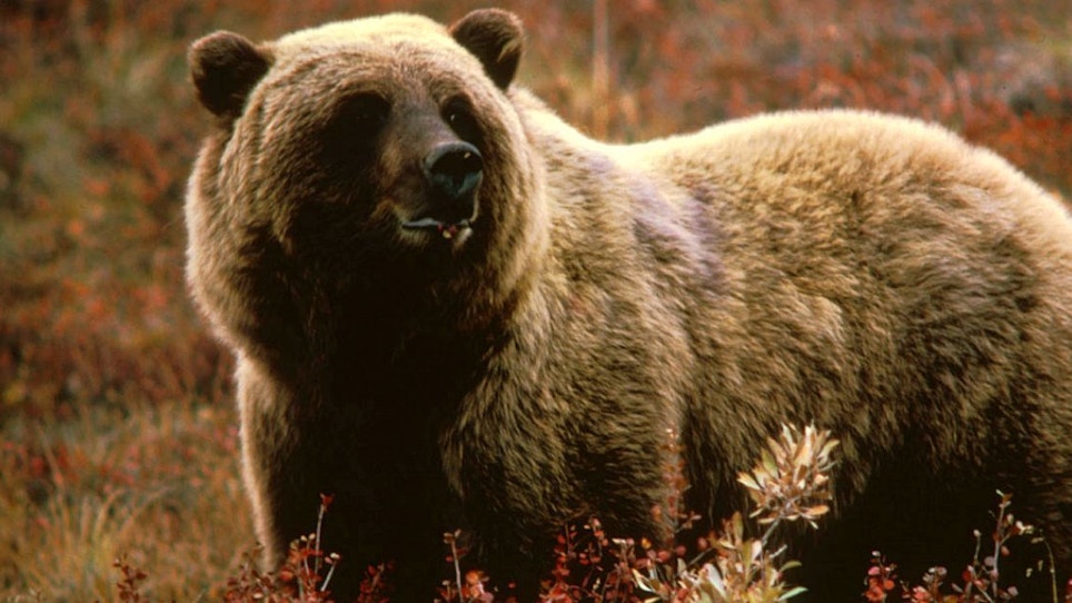 Grizzly Bear Attacks Man; Sightings, Incidents Increase
