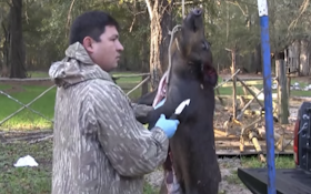 VIDEO: How to Skin and Butcher Feral Pigs