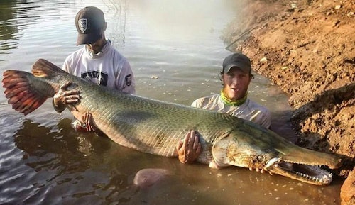 Henry Martin (right) is one of the top alligator gar guides in North America. His office is a muddy jon boat on the Trinity River in southeast Texas.
