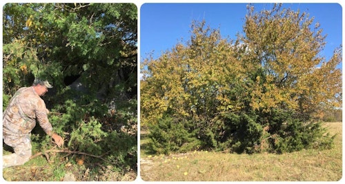 Bowhunting World Editor Dave Maas arrowed the Kansas buck below from a hub-style ground blind that was placed in an island of brushy trees (above right) by his hunting guide weeks before the October bowhunt. The guide was meticulous in brushing in the blind so deer couldn't see it.