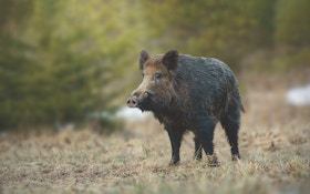 Hunting Hogs Day and Night