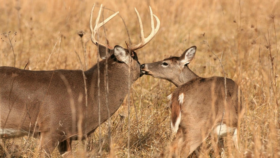 New Study Reveals How Whitetails React to Hunting Pressure