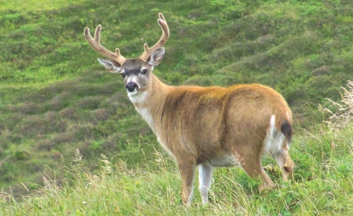 A Sitka deer is a compact animal with a relatively small rack and a distinctively short, black tail.