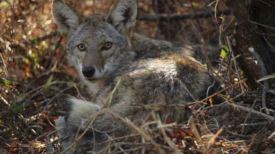 Rhode Island Woman Guilty Of Feeding Coyote