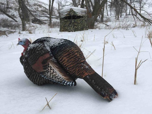 Pop-up blinds a must when you and a buddy are trying to hide from a massive winter flock of wild turkeys.