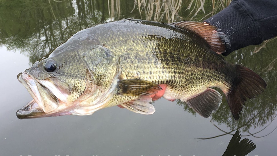 Video: Where Do Tournament Bass Go After Being Released?