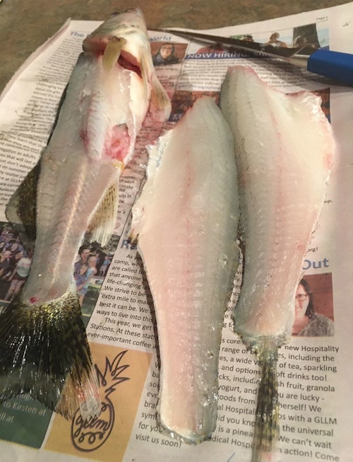 The author caught this 15-inch walleye from a small river near his home. After deciding to keep the fish, he stunned it and then bled it by setting it in a couple inches of moving water. As the photo shows, the fillets were nearly 100% blood free.
