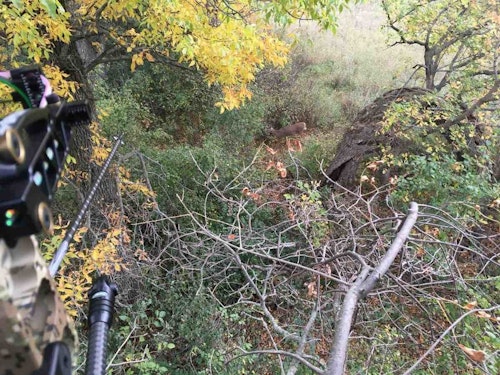 Can you spot the whitetail doe in the background of this pic? She’s walking a 2-foot-wide cleared path through thick cover on her way to bedding. The author cleared a 15-yard-long stretch to encourage deer use, and it’s worked effectively.