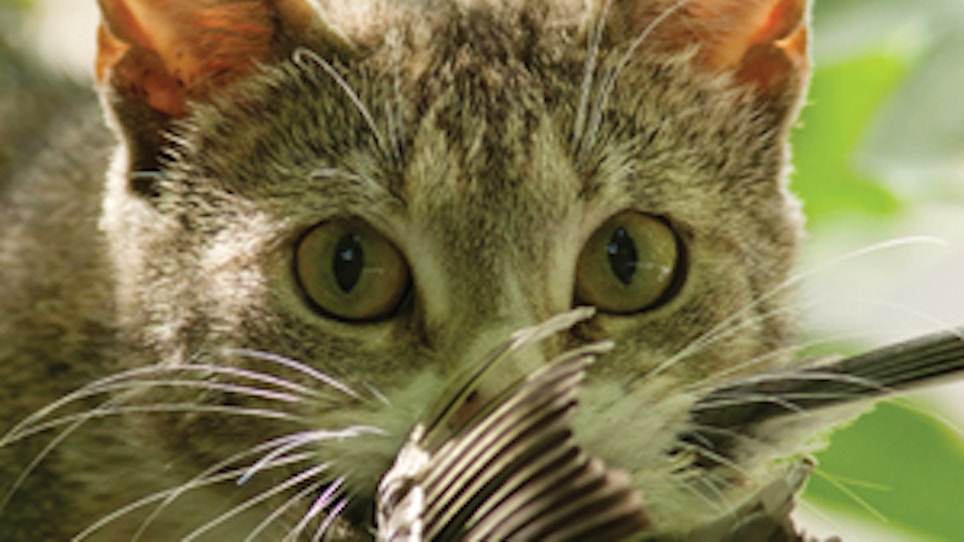 Study: Cats Among Biggest Threats To Global Biodiversity