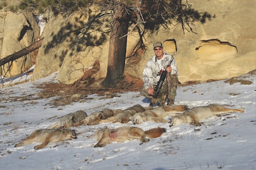 Steve Monson lives in south-central Montana and even in Big Sky Country, still struggles with the effects of pressured coyotes, especially those occupying public lands.