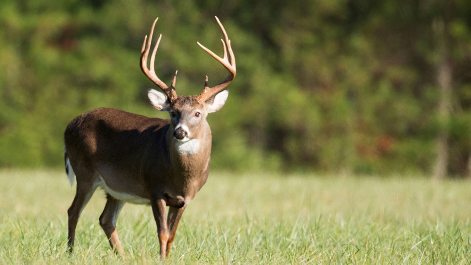 Captive Deer Hunting Industry Loses Supreme Court Battle