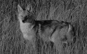 Nighttime Coyote Hunting Approved in Kansas