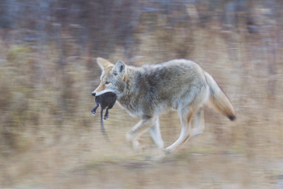 Using Distress Sounds to Kill More Predators