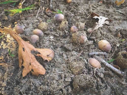 If you bowhunt in or near hardwood forests, then you understand how acorns hitting the ground can dramatically change deer travel patterns.