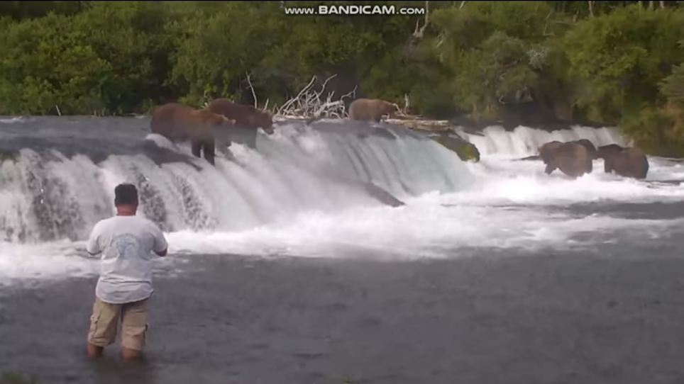 Incredibly Stupid Man Wades Into River With Brown Bears and Survives