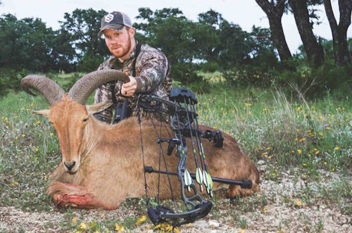 The author was thrilled to take this aoudad ram with a perfect heart shot on the second evening of his Texas hunt. 