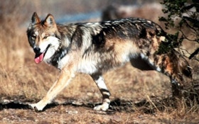 USFWS Mishandles Mexican Wolf Program