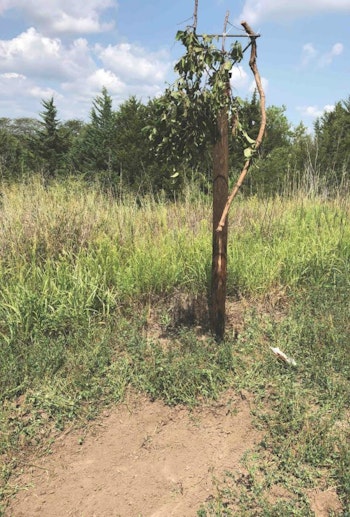 Terron Bauer is a fan of creating mock scrapes. This photo shows a pressure-treated cedar post, welded brackets, downward hanging licking branches and the mock scrape.
