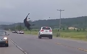 Moose Walks Away After Being Hit By Car