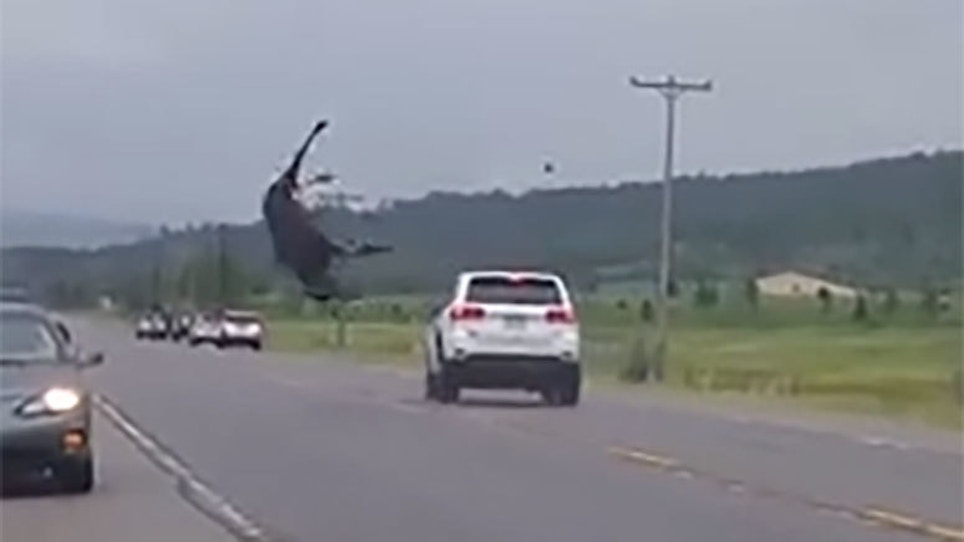 Moose Walks Away After Being Hit By Car