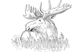 Minnesota Tries To Find Out Why Moose Numbers Down