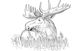 Moose Lottery Applications Being Accepted Through May 29