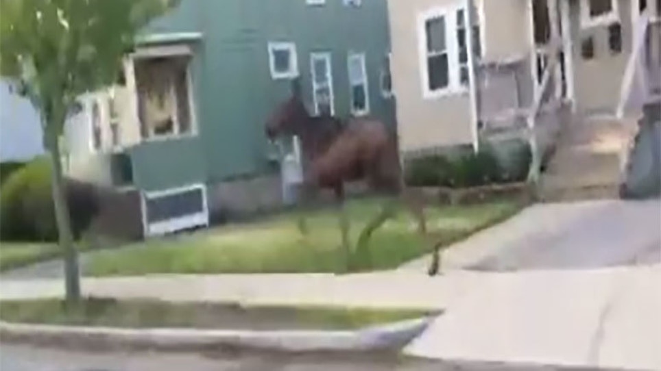 Moose Casually Gallops Through Two Boston Neighborhoods