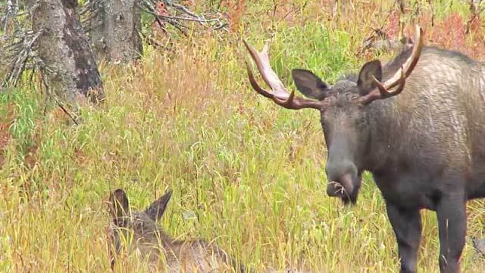 Study Shows 74 Percent Of Moose Calves Died This Winter