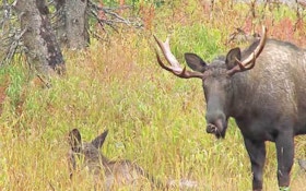 Wyoming residents asked to be mindful of moose