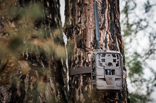 The new Delta cell cam from Moultrie Mobile measures 5 inches wide x 6.25 inches tall (not including antenna) x 3 inches deep. It’s powered by 12 AA alkaline or lithium batteries (not included).
