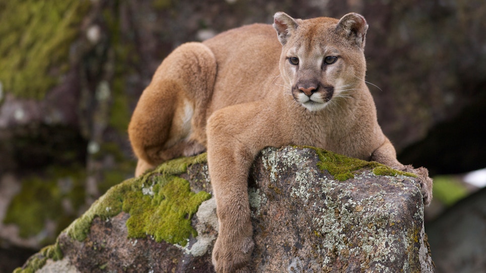Mountain Lion Hunting Tips