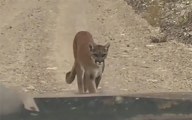 Video: Close Encounter With Mountain Lion In Idaho