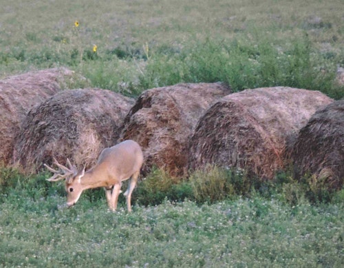 Nebraska’s September 1 bow opener is conducive to hunting velvet bucks on late-summer feeding patterns.
