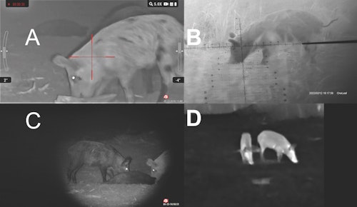 Images from the a) X-Sight, b) NV-100, c) Bino X binocular and d) the OTS-XLT thermal monocle. The airgun was so quiet, the pigs kept on feeding after the first had been shot!